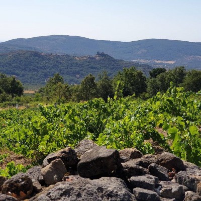Los (vinos) fresquitos que nos dan la vida