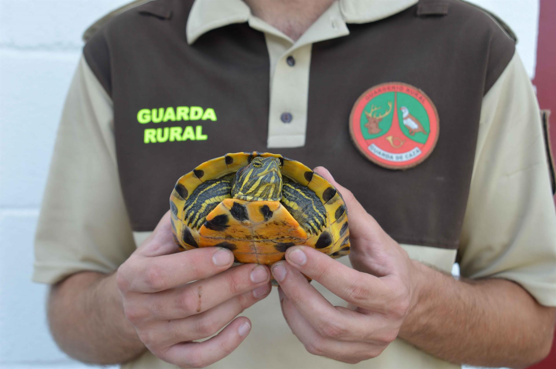 Capturan 4 tortugas exóticas y 3 autóctonas en el Paisaje Protegido de la Desembocadura del Millars