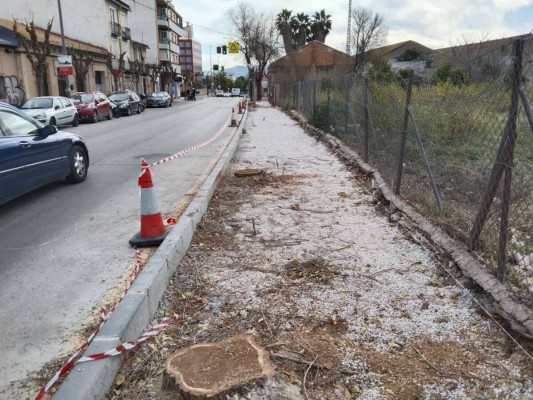Ballesta ordena la paralización inmediata de la tala masiva de árboles en todo el municipio de Murcia