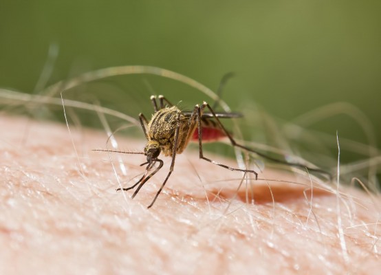 Biólogos descubren un sensor molecular que podría desorientar al parásito de la malaria y evitar daños