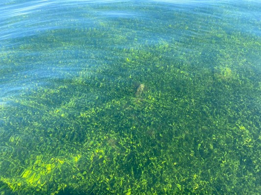 La Inteligencia Artificial se alía con el Mar Menor: sirve para predecir la calidad del agua de los vertidos