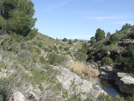 Plantaciones de refuerzo y nuevas especies de flora amenazadas: así lucha la Región contra la desertificación