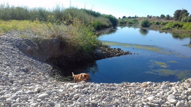 Los perros sueltos en la Desembocadura del Millars amenazan el éxito reproductor de las aves