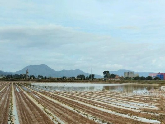 Las tormentas de las últimas semanas dejan daños en más de hectáreas de cultivo en la Región