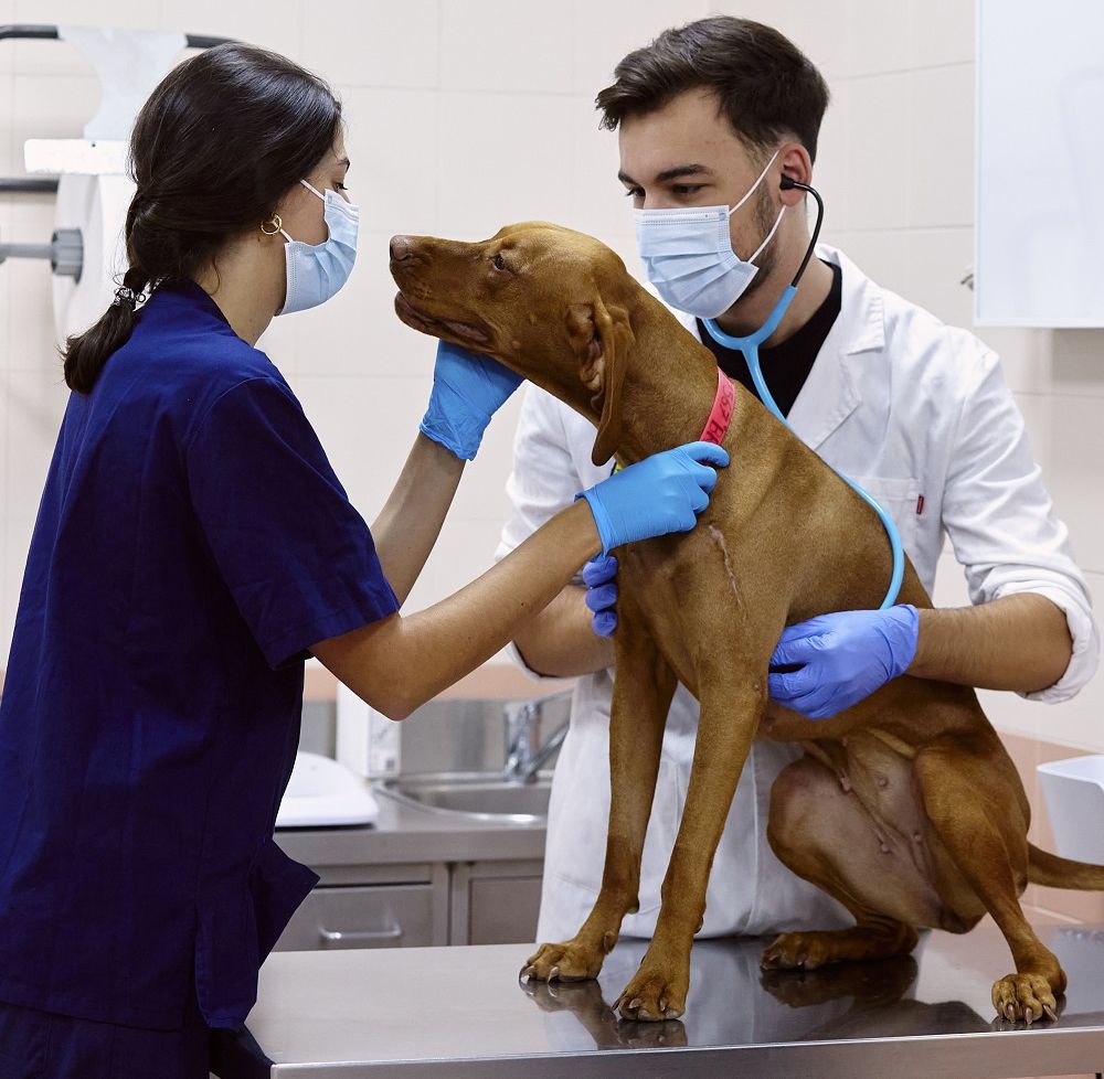 EAEVE acredita a la Facultad de Veterinaria de UAX que se convierte en la primera privada en Madrid en obtener este sello europeo de calidad
