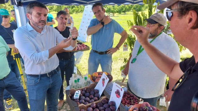 Las nuevas variedades de fruta de hueso del Imida resisten mejor las temperaturas extremas