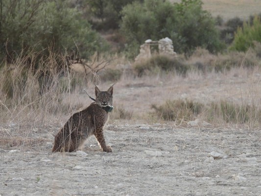 Muere Tiko, uno de los ocho linces liberados en Lorca
