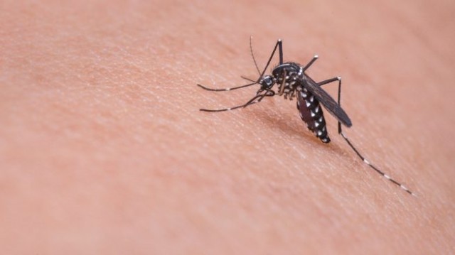 Alerta mosquitos: ¿qué está pasando?
