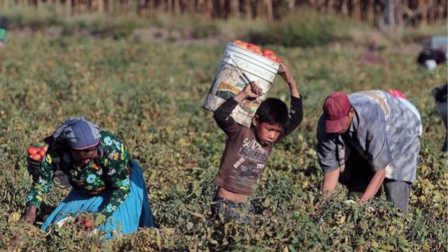 Trabajo infantil: una lacra persistente
