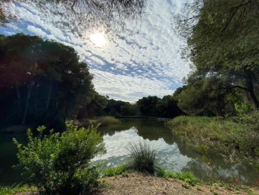 Paterna refuerza la protección del bosque de La Vallesa ante la llegada del verano 
