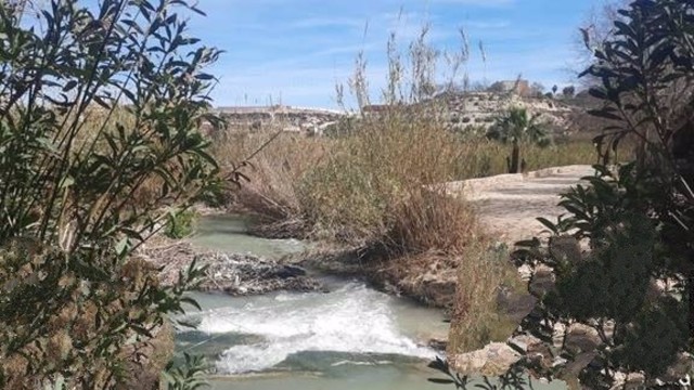La CHS comienza la campaña de desbroces en el río Segura y cauces secundarios