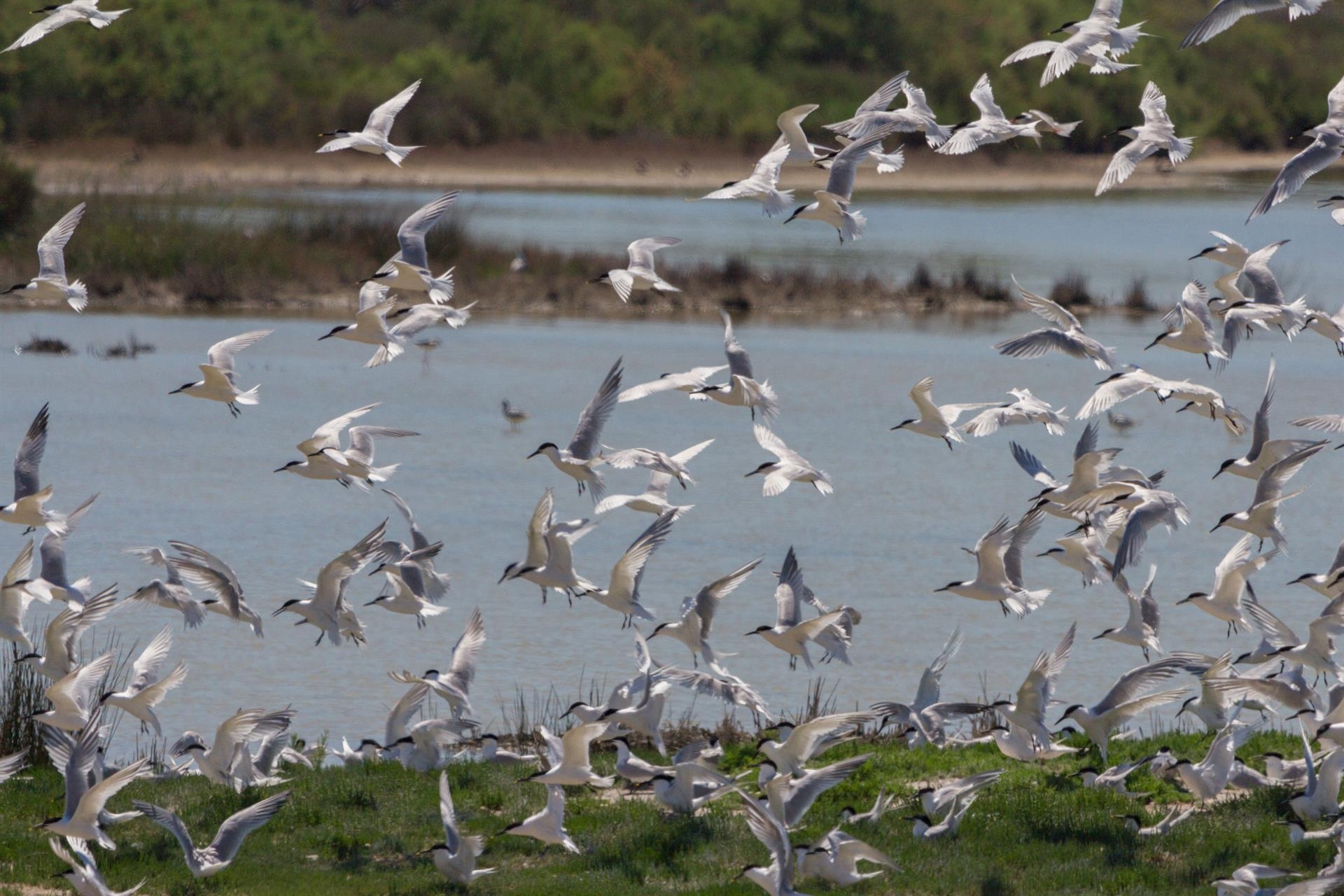 Agricultura prohíbe criar aves de corral al aire libre en varios municipios por el brote de gripe aviar