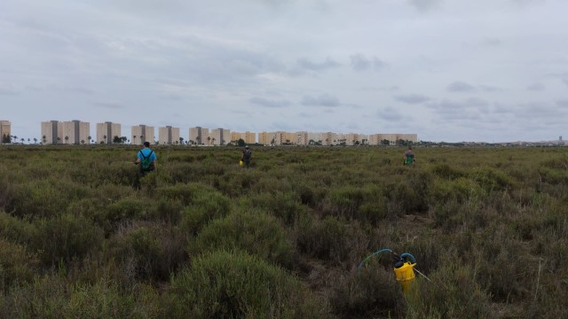 Elche intensifica la lucha contra los mosquitos en el término municipal tras las abundantes lluvias