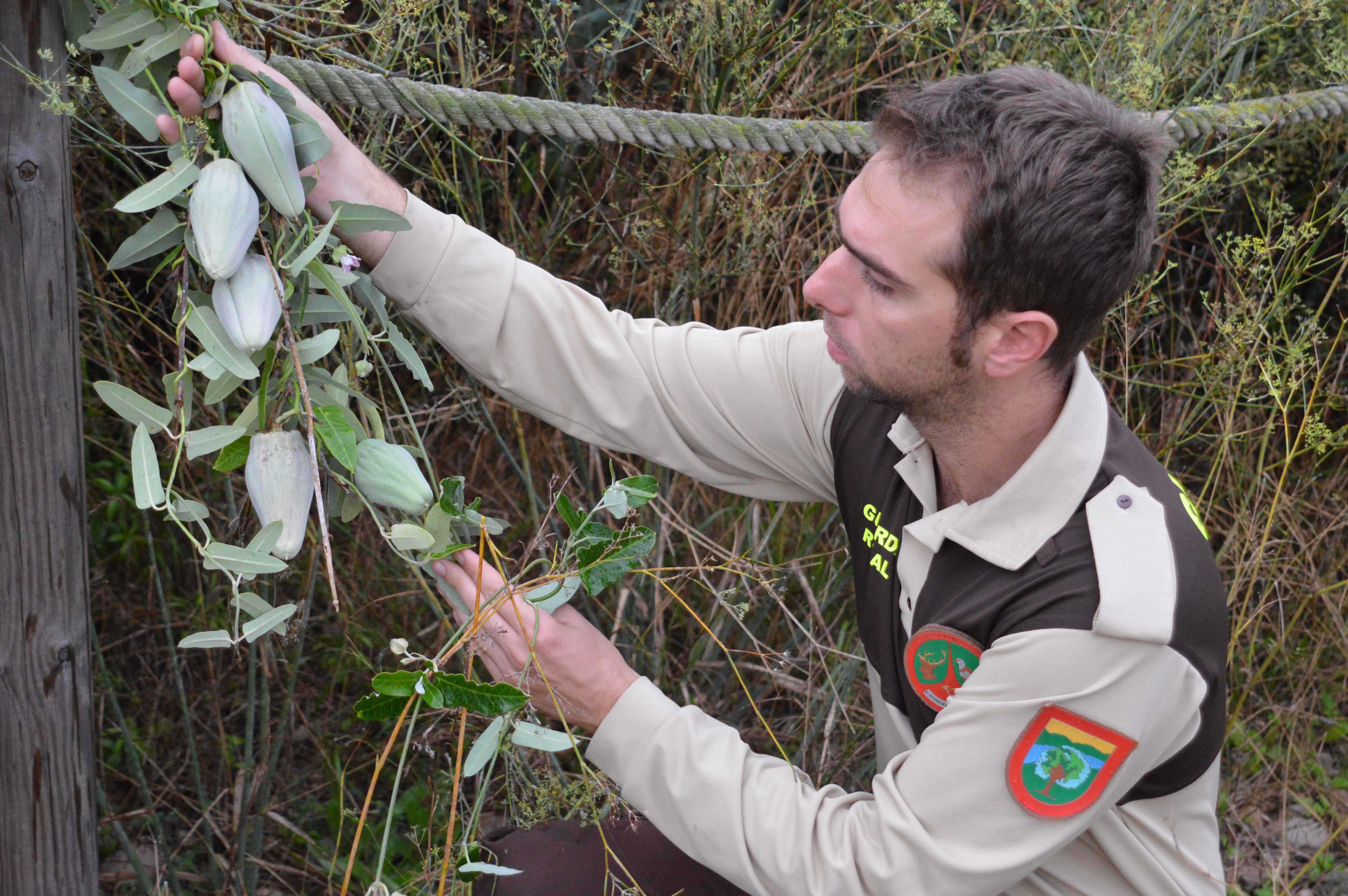 La planta invasora miraguano falso aparece en la desembocadura del río Mijares