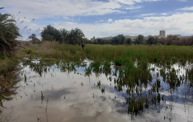 Vecinos de El Altet se quejan de la proliferación de mosquitos y urgen al Ayuntamiento que actúe