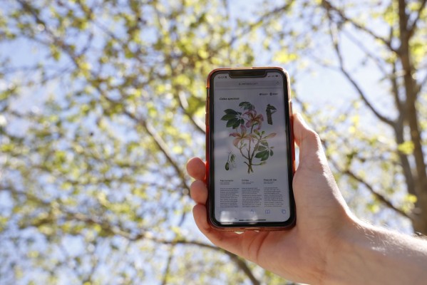  Mislata crea una ruta botánica para dar a conocer la biodiversidad del parque La Canaleta