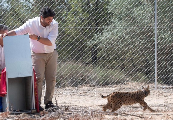 Cuatro ejemplares de lince ibérico se mudan a Lorca: completada la suelta blanda para su reintroducción
