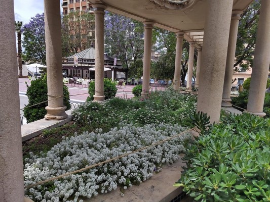 Flores blancas para la lucha natural contra la plaga de pulgón en Cieza