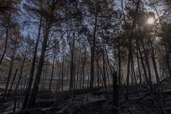 España registra los niveles más altos de emisiones debido a los incendios