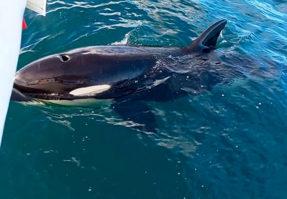 Todo lo que necesitas saber sobre los ataques de las orcas a los veleros