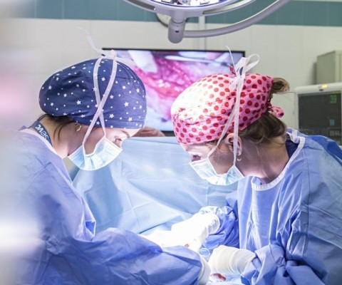 UAX e Improve Veterinary Education impulsan la empleabilidad de los graduados en Veterinaria con dos nuevos posgrados
