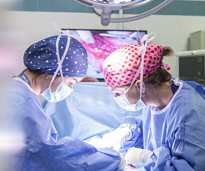 UAX e Improve Veterinary Education impulsan la empleabilidad de los graduados en Veterinaria con dos nuevos posgrados
