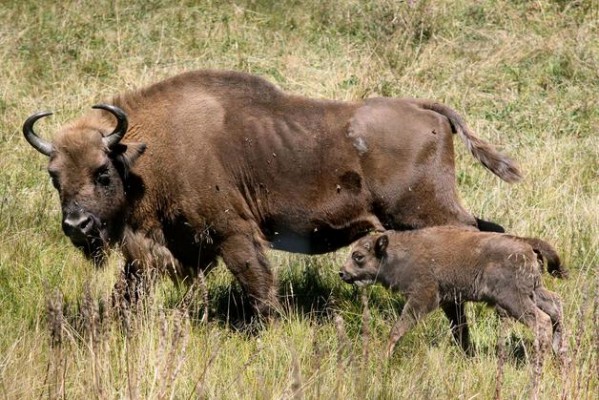 Investigan por maltrato animal a un responsable de la reserva de bisontes de Benagéber

