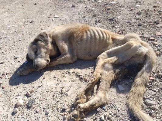 El ﬁscal pide 14 meses de prisión por maltrato animal al dueño del perro Ragnar en Elche 