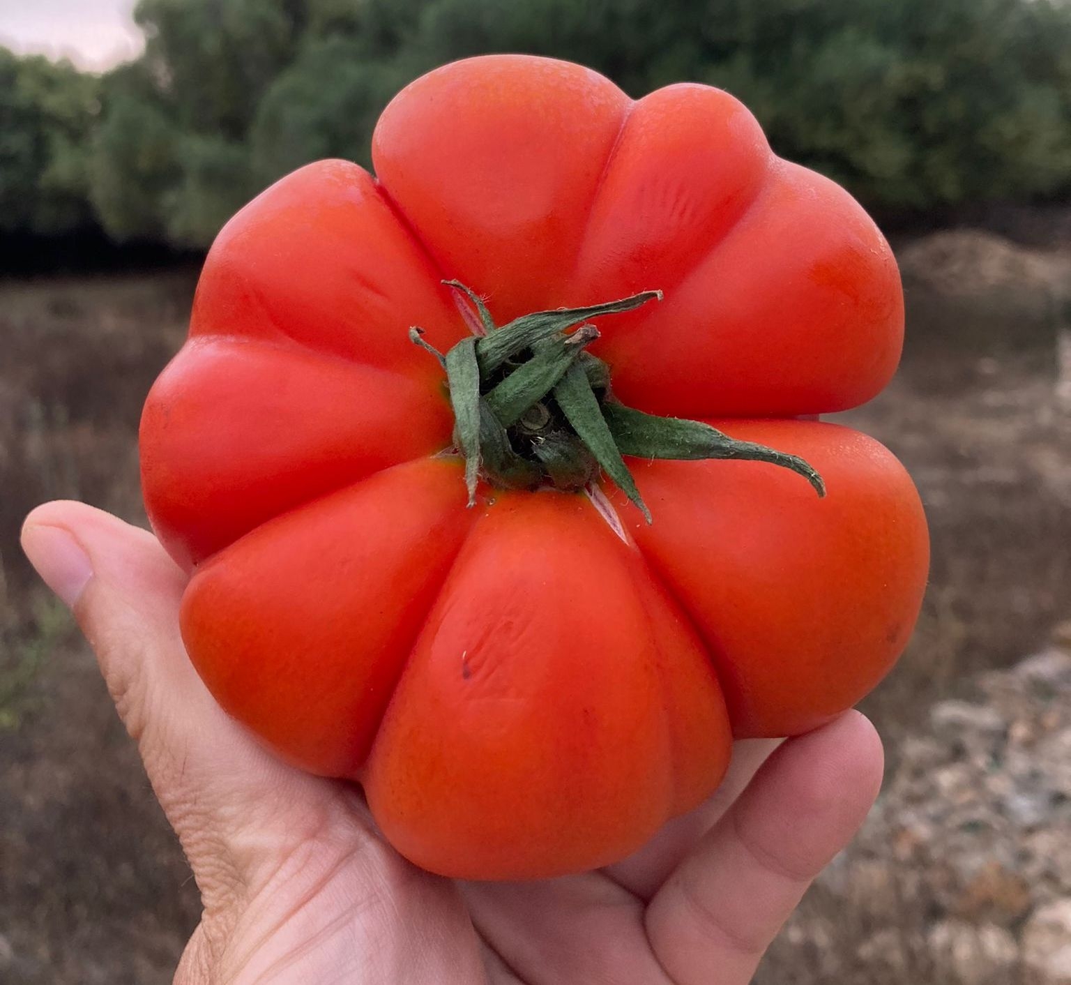 Les tomaques són els nous cadells
