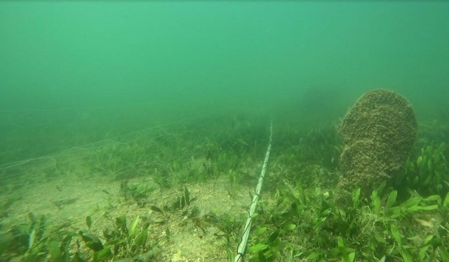 Ecologistas en Acción alerta de la presencia de redes caladas sobre nacras en el Mar Menor