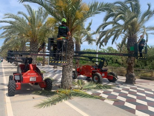Elche dedicará una plaza a la socialista María Teresa Sempere e inicia el contrato de poda en barrios