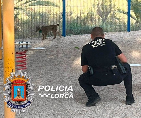 Uno de los linces liberados en Lorca se cuela en el patio de una guardería local
