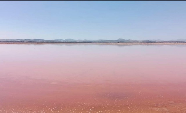 Un equipo de la UA identifica la capacidad antitumoral de un pigmento de las salinas de Santa Pola