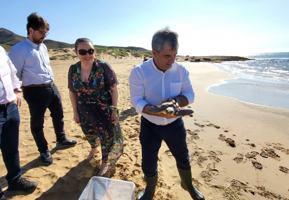 Liberan una tortuga boba en la playa de Calblanque


