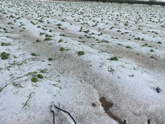 Los agricultores de Lorca dan por perdida la cosecha de sandía por los granizos de este sábado
