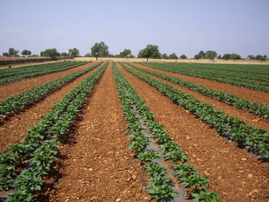 Coag alerta de que el 80% del campo de la Región está asfixiado por la sequía