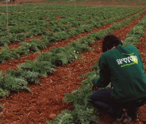 Oleoturismo, energía limpia o el cultivo de nuez: la inversión millonaria de la Cooperativa de Viver