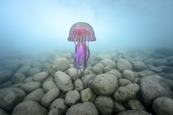 La Rambleta se sumerge en el Mediterráneo con la fotografía de Ángel Fitor

