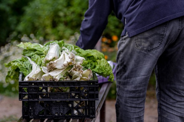 El consumo de verduras congeladas supone un ahorro del 44% y de un 21% en el caso del pollo