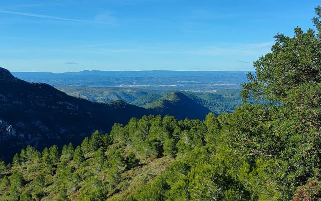La Diputació estudiará un plan para aprovechar la biomasa agrícola y forestal de la Ribera Alta 