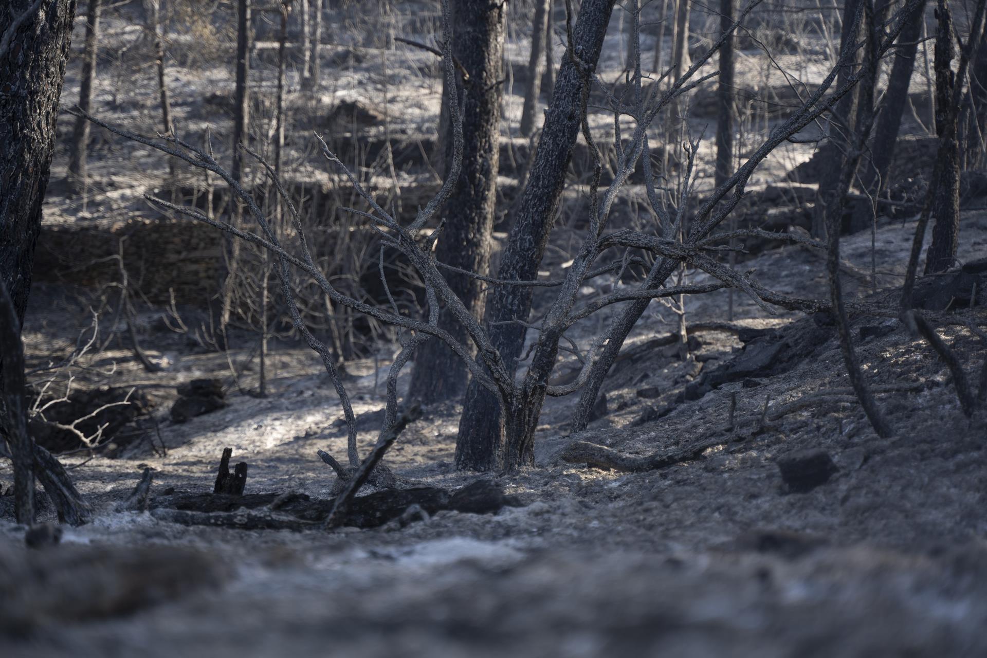 Transición Ecológica crea la Mesa de Concertación Postincendio por el fuego de Villanueva de Viver