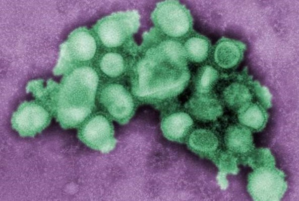 El CSIC participa en la elaboración del nuevo plan de la OMS para hacer frente a futuras pandemias de gripe
