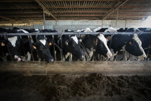 El Gobierno y CCAA acuerdan repartir 294,61 millones para distintos programas agrícolas y ganaderos