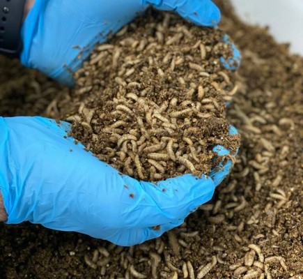 Los insectos de Entomo salen de la Región: construirá una biorrefinería en Asturias