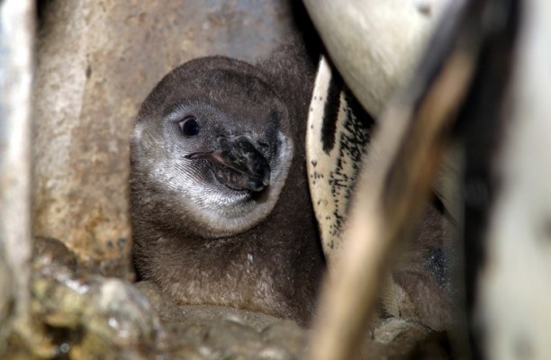 
El Oceanográfic recibe cuatro polluelos y un adulto de pelícano blanco