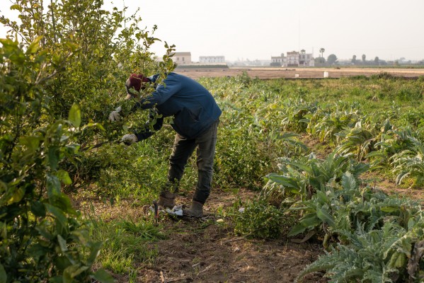 Nace una plataforma online de venta directa de productos agrícolas en Alboraia

