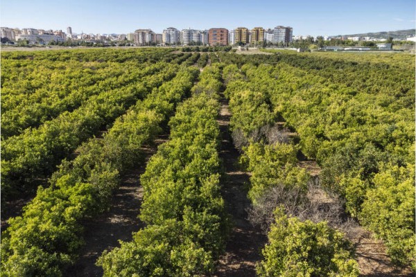 Castelló bonifica el IBI rústico a otras 105 fincas en producción con 82 hectáreas 
