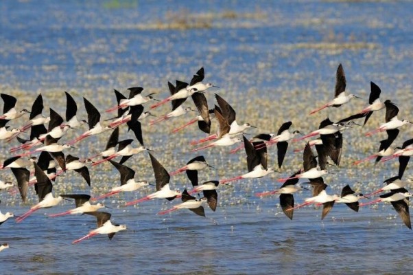 La Paella Rusa: Sobre estafar a tus compañeros de trabajo, cargarse Doñana y tener una hija secreta