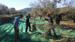 Castellón suma su segunda Denominación de Origen Protegida con el aceite de las sierras de Espadán y Calderona