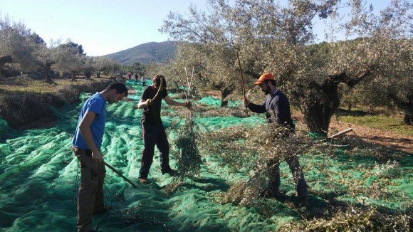 El olivar de Castellón recupera pulso: la producción de aceite crecerá un 57% hasta las 8.600 toneladas